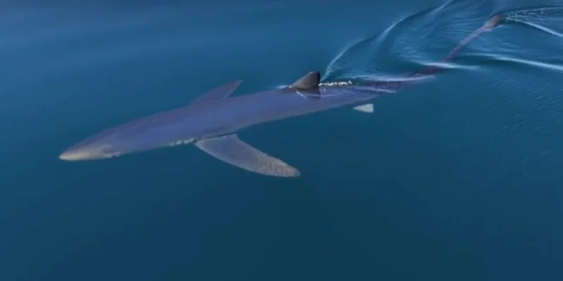 Blue shark swimming near the sea surface off Almuñécar
