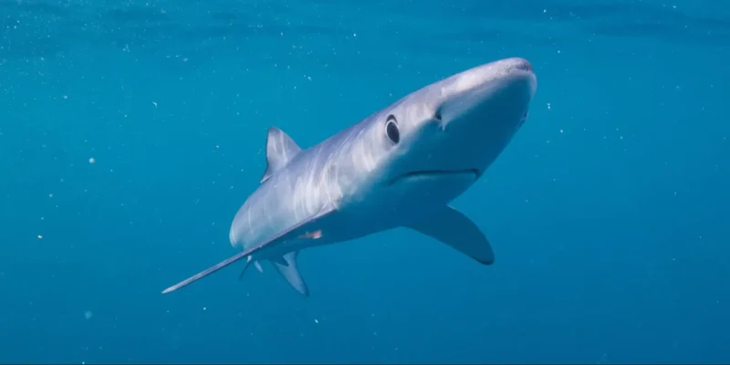 Blue shark from the front and slightly below