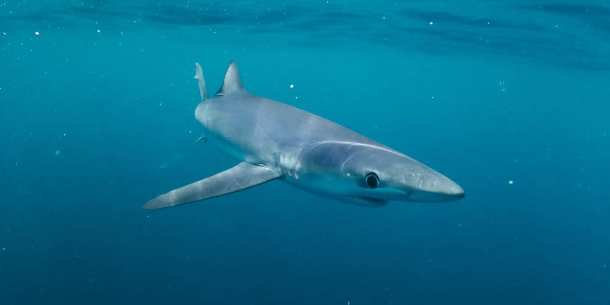 Blue shark from a front three-quarter angle