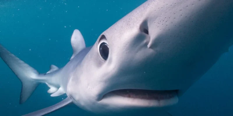 Blue shark nudges a camera lens with its snout