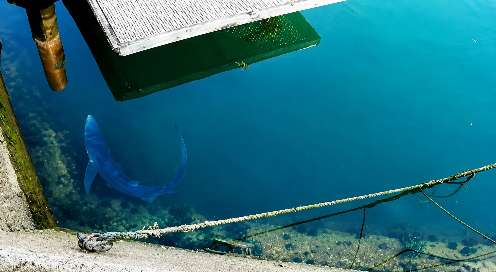 Blue shark swimming in Weymouth Harbour, Dorset