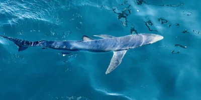 Blue shark near the water surface Blue shark Prionace glauca near the water surface