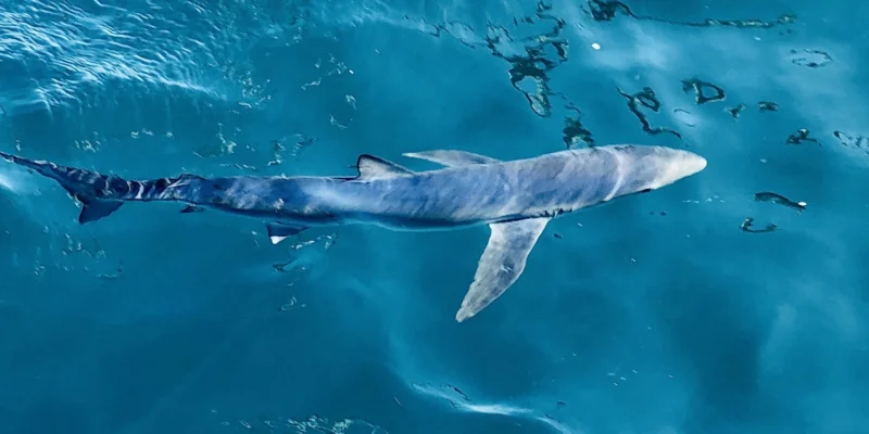 Blue shark Prionace glauca near the water surface