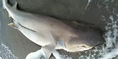 Bluntnose sixgill shark on the beach at Follonica