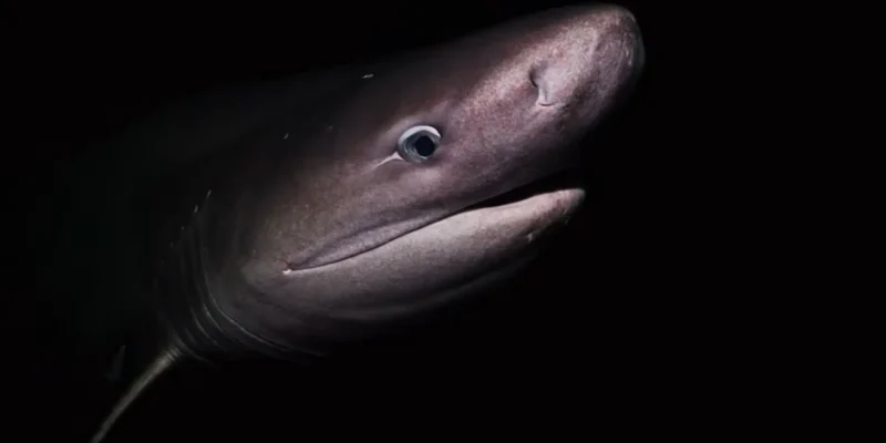 Close-up of a bluntnose sixgill shark off Vancouver Island in Canada