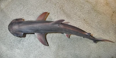 Bonnethead shark (Sphyrna tiburo) seen from above over a pale aquarium floor