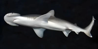 Bonnethead shark Sphyrna tiburo on a black background