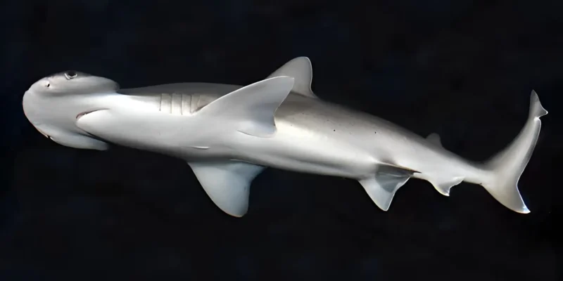 Bonnethead shark Sphyrna tiburo on a black background