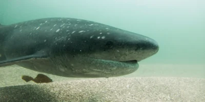 Close-up of a broadnose sevengill shark underwater