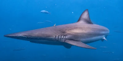 Bronze whaler shark Carcharhinus brachyurus swimming in blue water