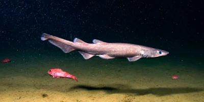 Brown catshark Apristurus brunneus above the deep seafloor