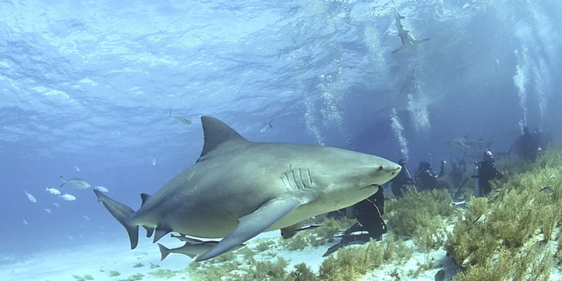 Bull shark (Carcharhinus leucas) above the seabed in the Bahamas