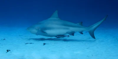 Bull shark Carcharhinus leucas swimming over sand in Playa del Carmen