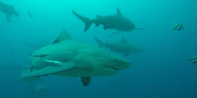 Bull sharks at Beqa Reef, Fiji