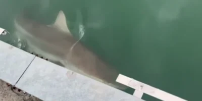 Large shark beside the canal's edge in Busan's North Port Waterfront Park