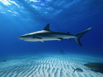 Complete silhouette of a Caribbean reef shark swimming in the clear waters of Tiger Beach, Bahamas, photographed with an iPhone 14 Pro inside a dive case.
