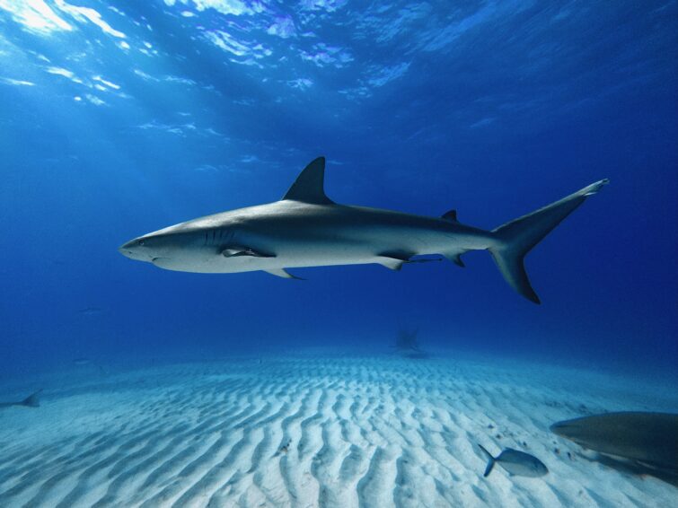 Complete silhouette of a Caribbean reef shark swimming in the clear waters of Tiger Beach, Bahamas, photographed with an iPhone 14 Pro inside a dive case.