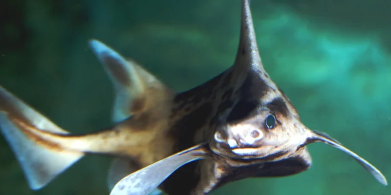 Caribbean roughshark Oxynotus caribbaeus