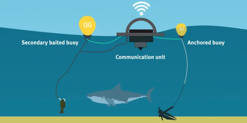 Diagram of a catch-alert drumline with baited buoy, communication unit, anchored buoy and shark