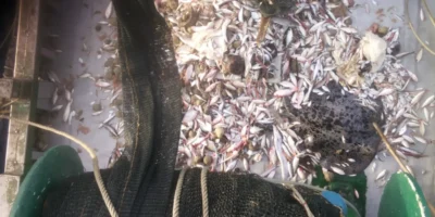 Catch with a ray as bycatch on a fishing vessel