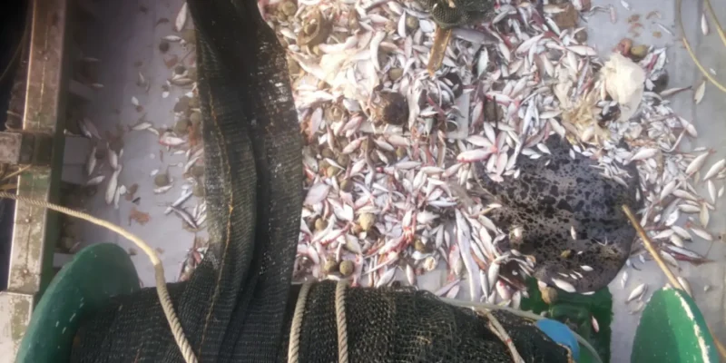 Catch with a ray as bycatch on a fishing vessel
