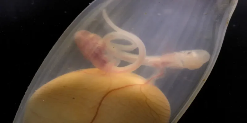 Two catshark embryos in one egg case above a shared yolk sac