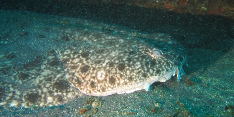 Head and body of the clouded angelshark Squatina nebulosa