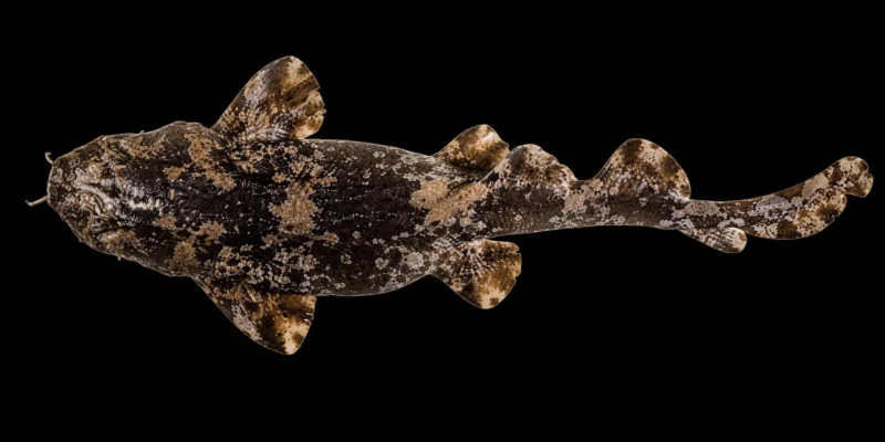 Cobbler wobbegong Sutorectus tentaculatus