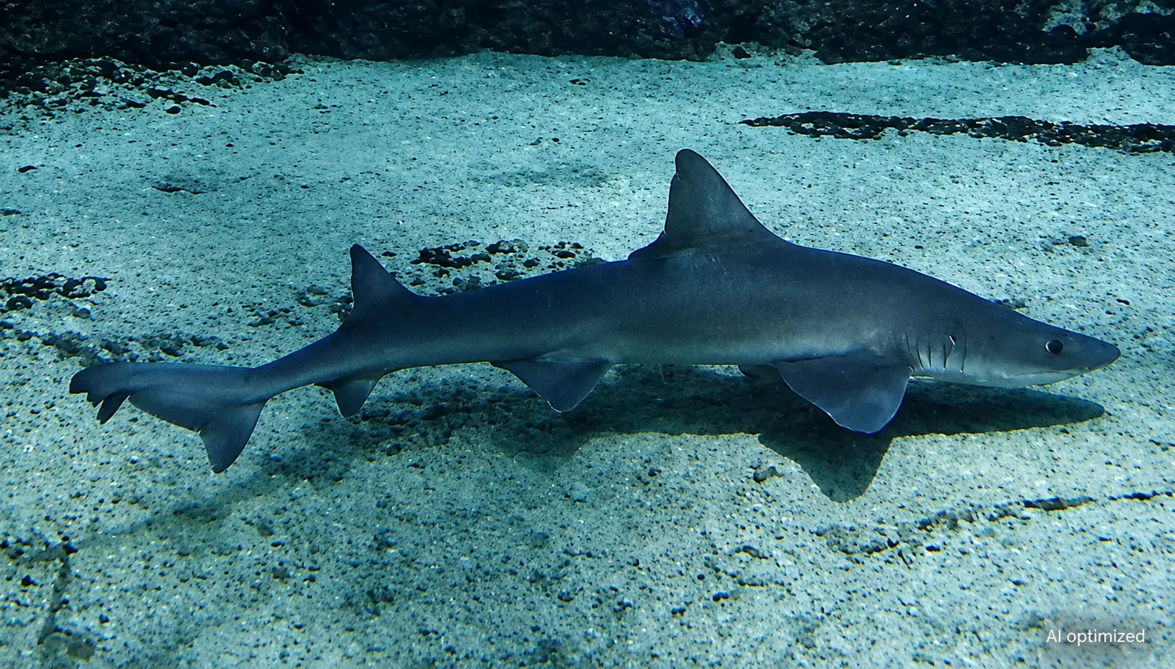 Common smooth-hound Mustelus mustelus