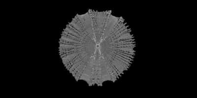 Micro-CT scan of a single common thresher shark vertebra