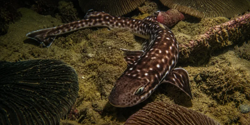 Coral catshark Atelomycterus marmoratus resting among corals