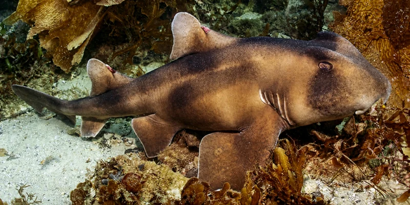 Crested bullhead shark (Heterodontus galeatus) resting on a sandy seabed