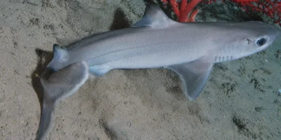 Cuban dogfish Squalus cubensis over sandy bottom with red coral