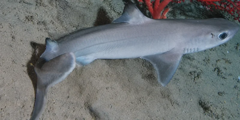 Cuban dogfish Squalus cubensis over sandy bottom with red coral