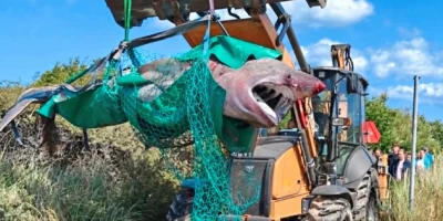 Dead basking shark in a green recovery net near Ålbæk in Denmark