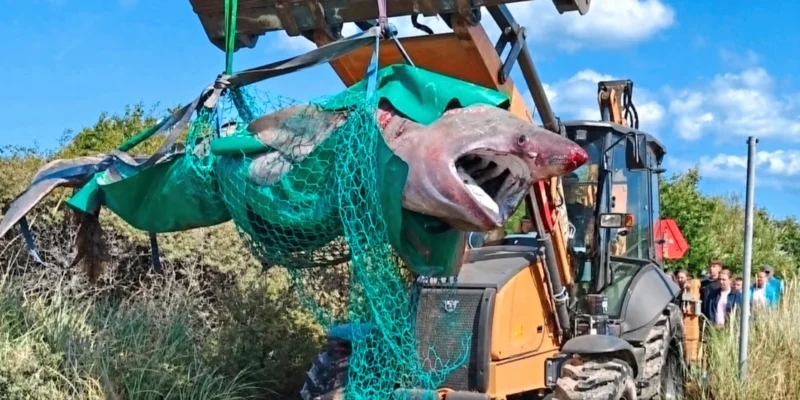Dead basking shark in a green recovery net near Ålbæk in Denmark