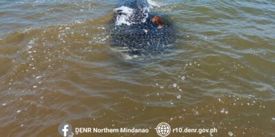 Dead whale shark (Rhincodon typus) in shallow coastal water off Bolisong