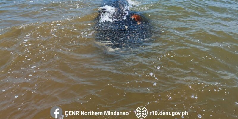 Dead whale shark (Rhincodon typus) in shallow coastal water off Bolisong