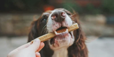 Dog being given a chew stick