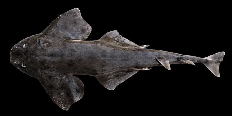 South Pacific angelshark Squatina armata viewed from above on a black background