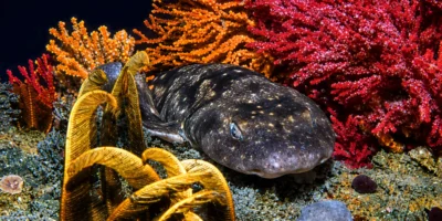 Dark shyshark Haploblepharus pictus among colorful corals