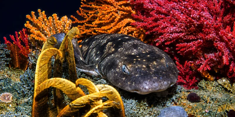 Dark shyshark Haploblepharus pictus among colorful corals