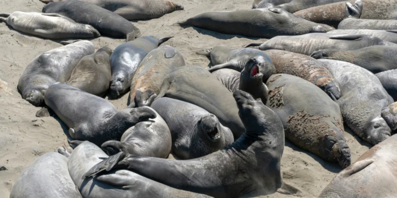 A group of seals in the sand