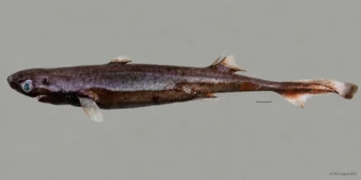 Fresh female of Etmopterus bulbosus with a bulging snout, two dorsal fins, and scale bar; background expanded with AI