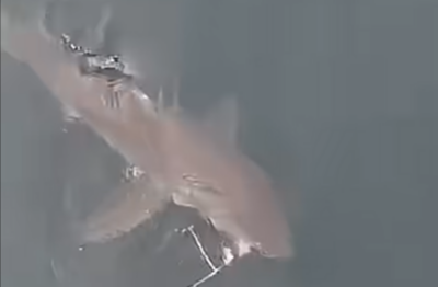 Great white shark near the surface in False Bay