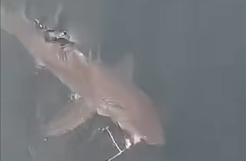 Great white shark near the surface in False Bay