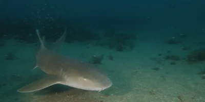 Nurse shark swimming above the seabed at Flower Garden Banks National Marine Sanctuary