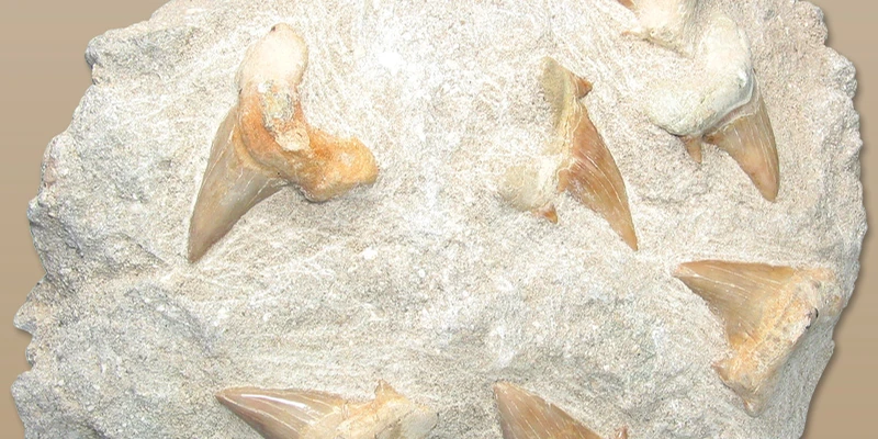 Several fossil shark teeth embedded in a block of stone