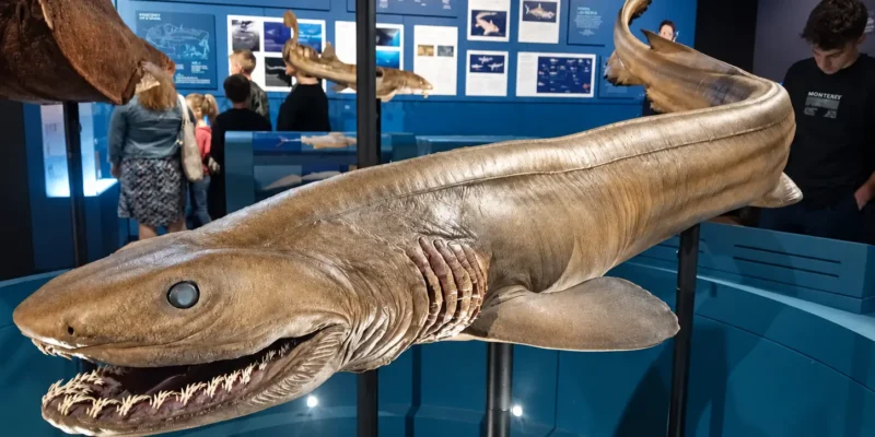Frilled shark exhibit with an open mouth and visible gill slits at the Australian Museum