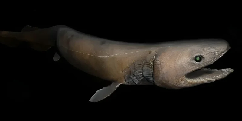 Frilled shark Chlamydoselachus anguineus
